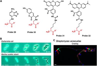 Strategies of Detecting Bacteria Using Fluorescence-Based Dyes